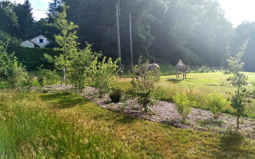 CERNAY LA VILLE JARDIN CLAIRIERE
